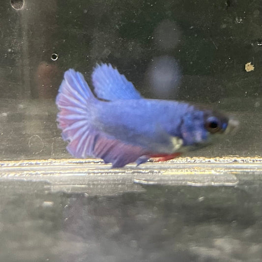 the-fish-farm Female Betta Female Betta - One Only - K Choose your own Female Betta at The Fish Farm Australia