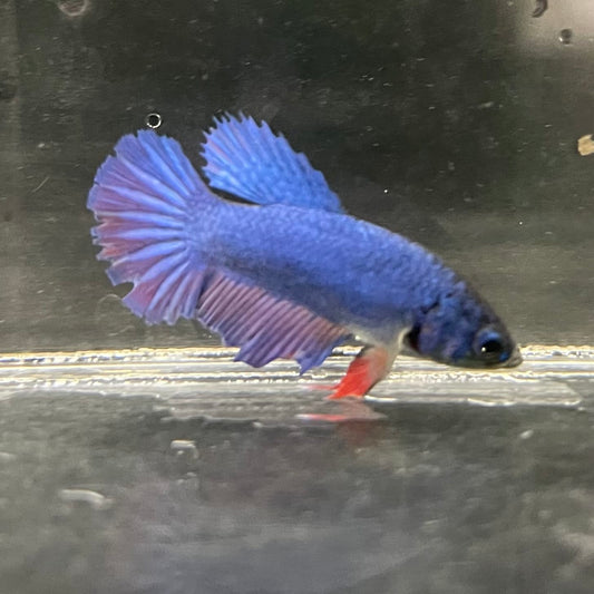 the-fish-farm Female Betta Female Betta - One Only - K Choose your own Female Betta at The Fish Farm Australia
