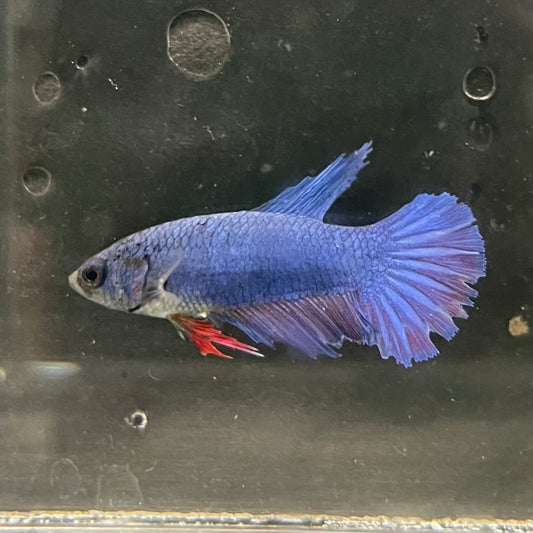 the-fish-farm Female Betta Female Betta - One Only - K Choose your own Female Betta at The Fish Farm Australia