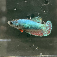 the-fish-farm Female Betta Female Betta - One Only - K Choose your own Female Betta at The Fish Farm Australia