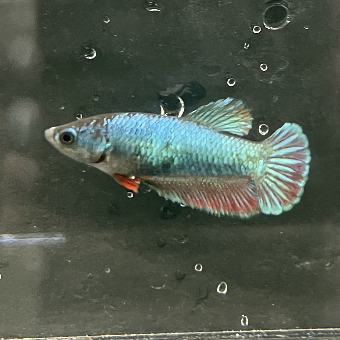 the-fish-farm Female Betta Female Betta - One Only - K Choose your own Female Betta at The Fish Farm Australia