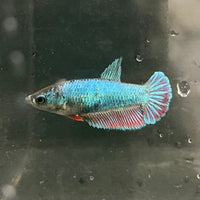 the-fish-farm Female Betta Female Betta - One Only - K Choose your own Female Betta at The Fish Farm Australia