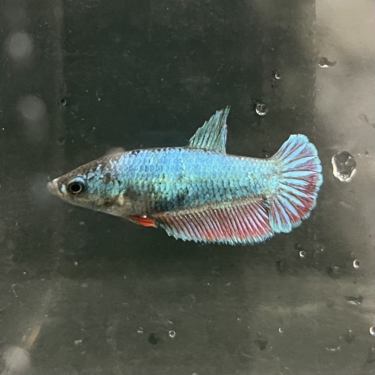 the-fish-farm Female Betta Female Betta - One Only - K Choose your own Female Betta at The Fish Farm Australia