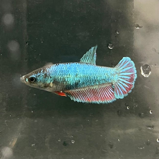 the-fish-farm Female Betta Female Betta - One Only - K Choose your own Female Betta at The Fish Farm Australia