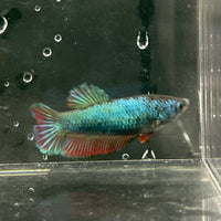 the-fish-farm Female Betta Female Betta - One Only - K Choose your own Female Betta at The Fish Farm Australia