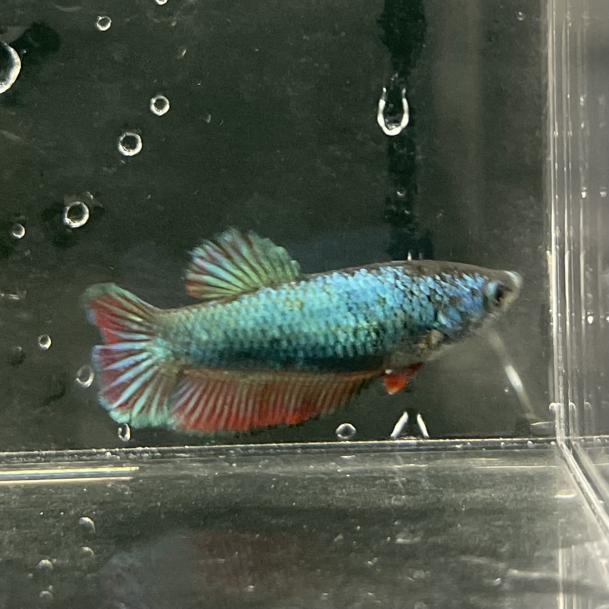 the-fish-farm Female Betta Female Betta - One Only - K Choose your own Female Betta at The Fish Farm Australia