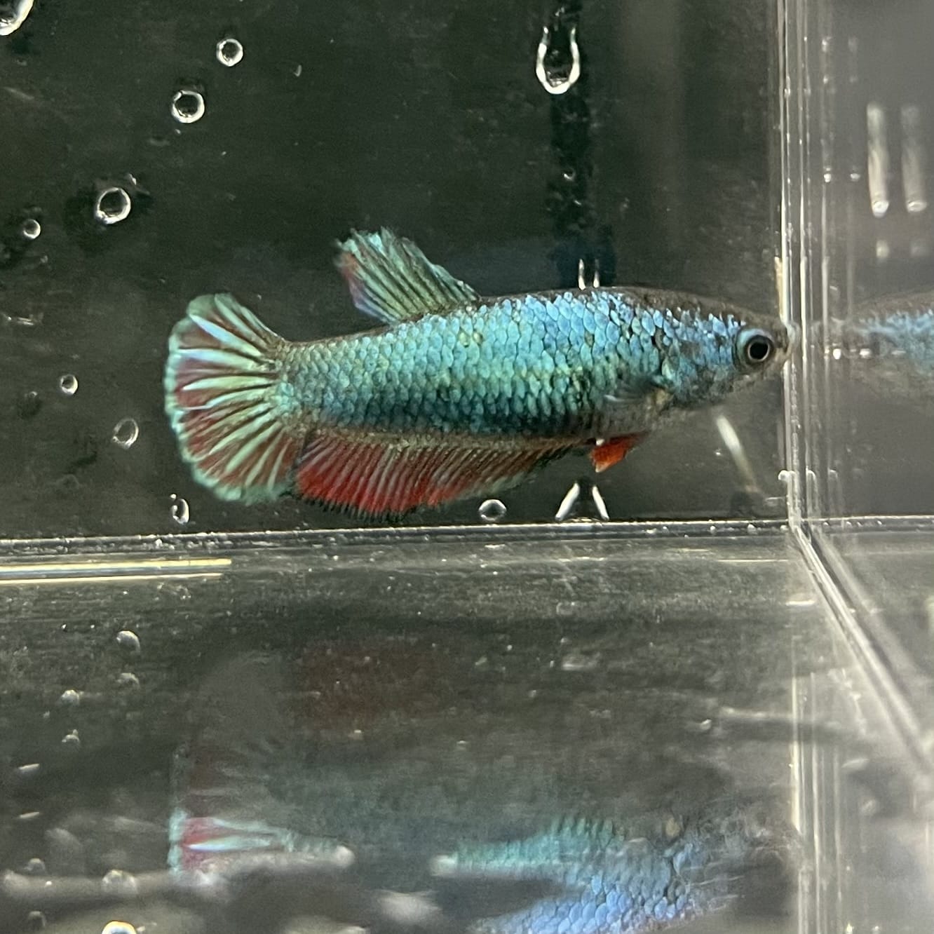 the-fish-farm Female Betta Female Betta - One Only - K Choose your own Female Betta at The Fish Farm Australia