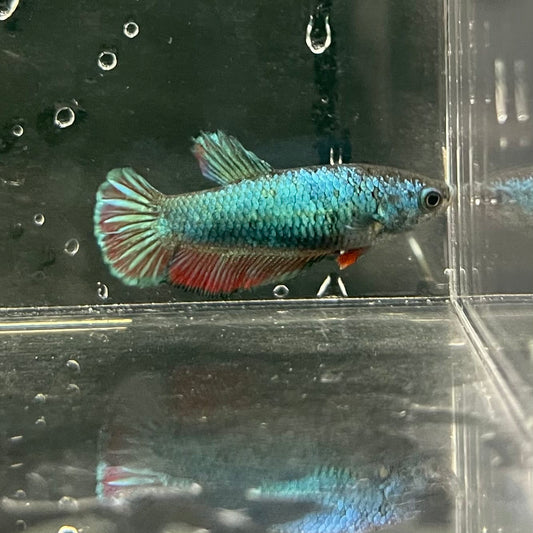 the-fish-farm Female Betta Female Betta - One Only - K Choose your own Female Betta at The Fish Farm Australia