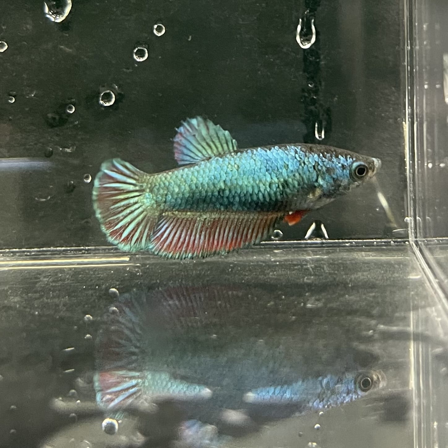 the-fish-farm Female Betta Female Betta - One Only - K Choose your own Female Betta at The Fish Farm Australia