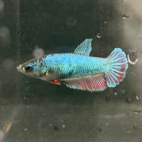 the-fish-farm Female Betta Female Betta - One Only - K Choose your own Female Betta at The Fish Farm Australia