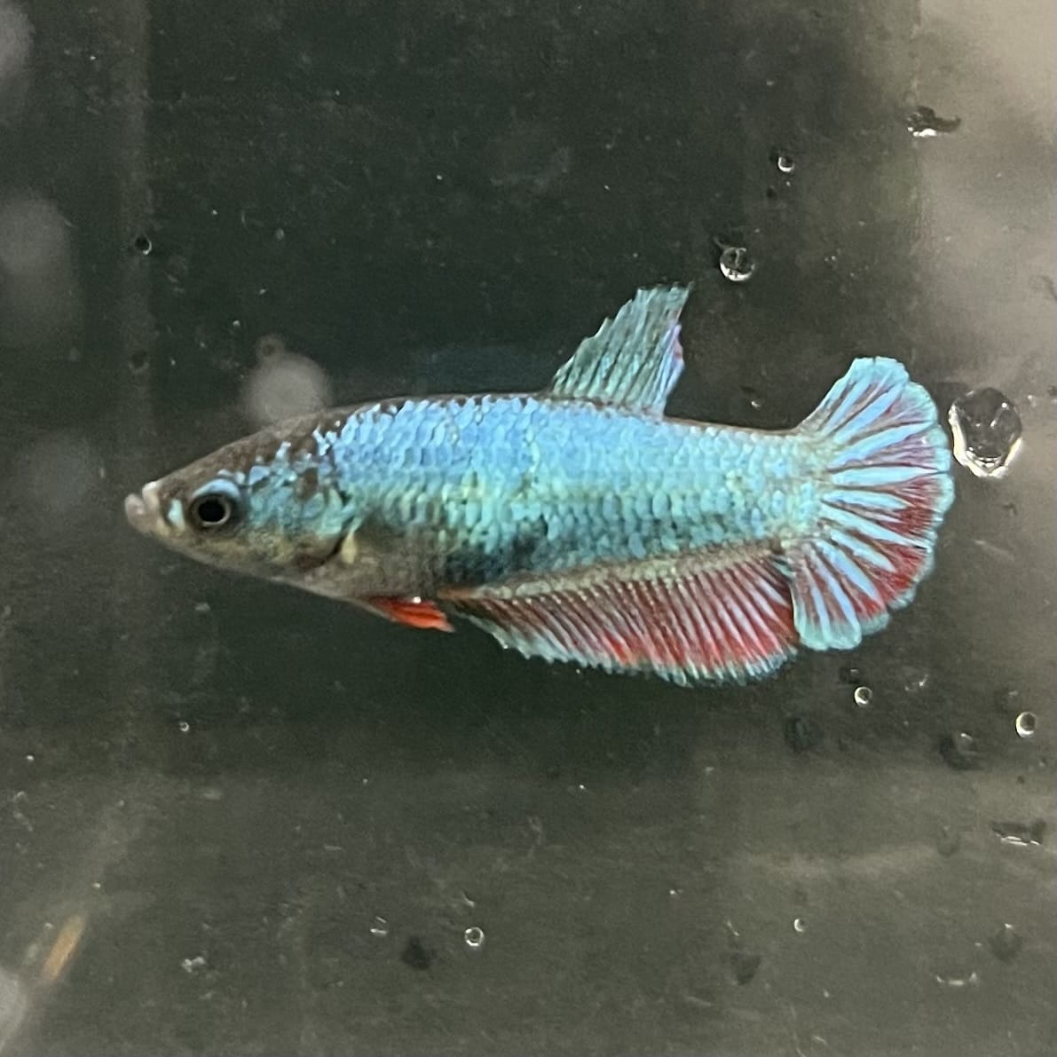 the-fish-farm Female Betta Female Betta - One Only - K Choose your own Female Betta at The Fish Farm Australia