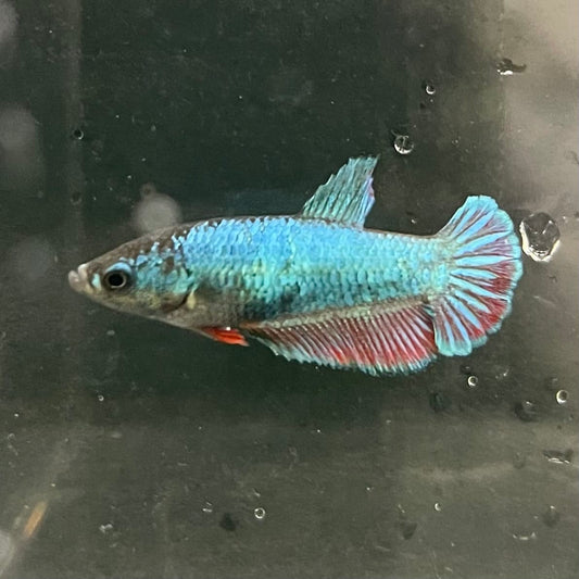 the-fish-farm Female Betta Female Betta - One Only - K Choose your own Female Betta at The Fish Farm Australia