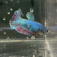 the-fish-farm Female Betta Female Betta - One Only - K Choose your own Female Betta at The Fish Farm Australia