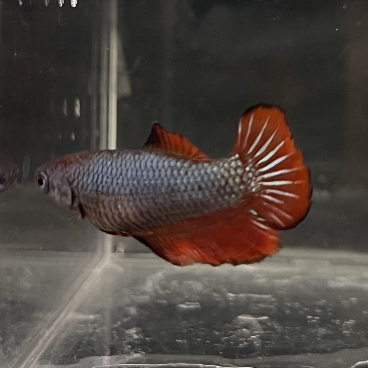 the-fish-farm Female Betta Female Betta - One Only - K Choose your own Female Betta at The Fish Farm Australia