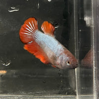 the-fish-farm Female Betta Female Betta - One Only - K Choose your own Female Betta at The Fish Farm Australia