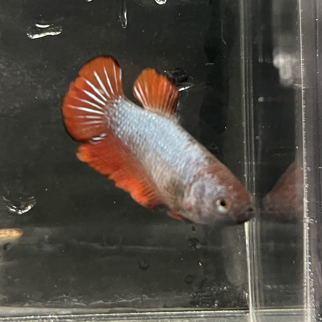the-fish-farm Female Betta Female Betta - One Only - K Choose your own Female Betta at The Fish Farm Australia