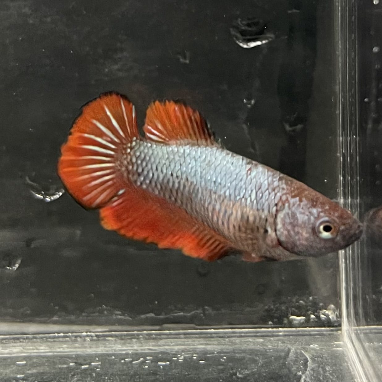 the-fish-farm Female Betta Female Betta - One Only - K Choose your own Female Betta at The Fish Farm Australia