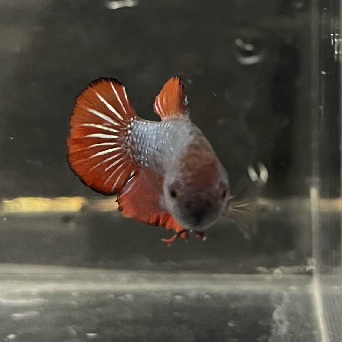 the-fish-farm Female Betta Female Betta - One Only - K Choose your own Female Betta at The Fish Farm Australia