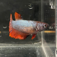 the-fish-farm Female Betta Female Betta - One Only - K Choose your own Female Betta at The Fish Farm Australia