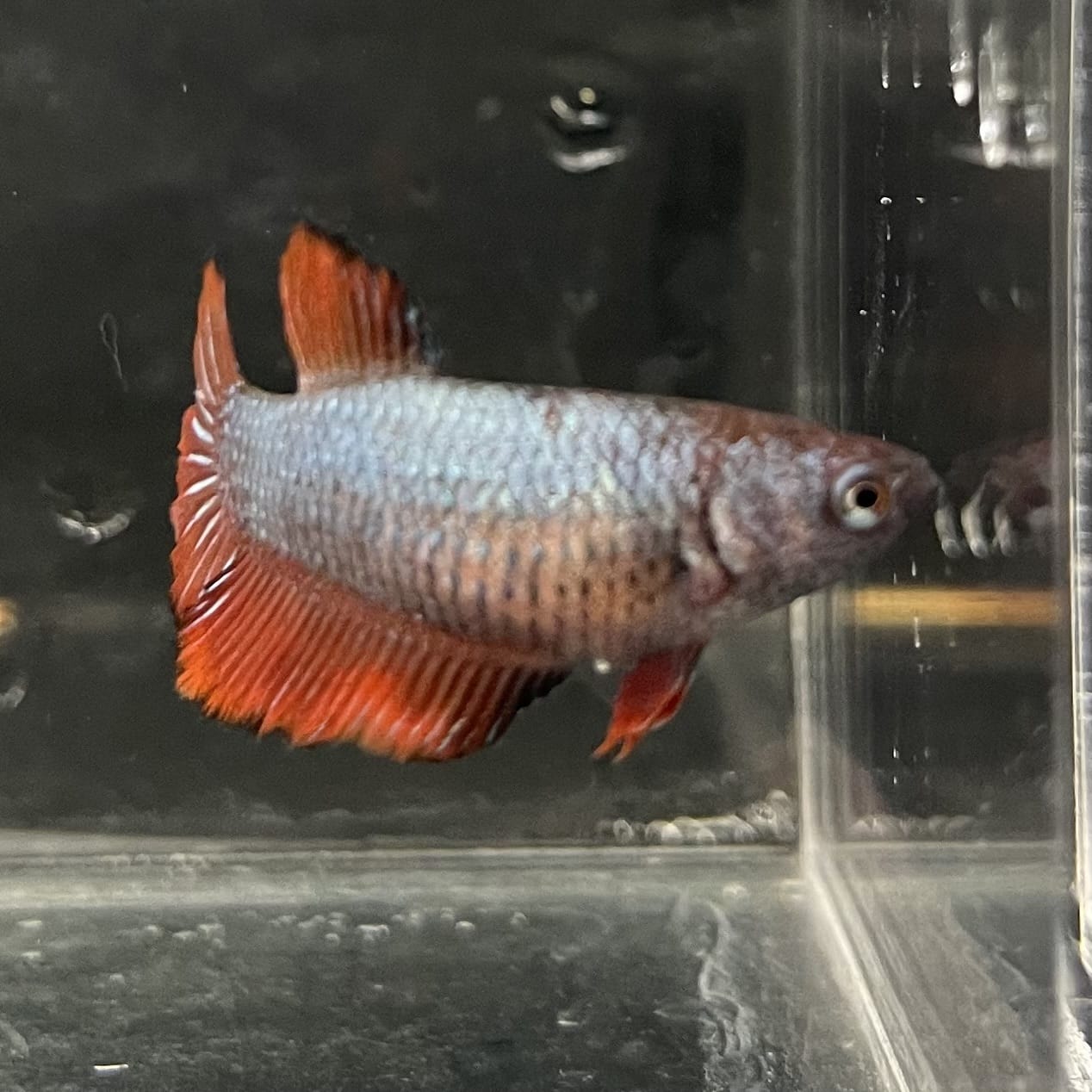 the-fish-farm Female Betta Female Betta - One Only - K Choose your own Female Betta at The Fish Farm Australia