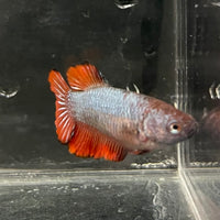 the-fish-farm Female Betta Female Betta - One Only - K Choose your own Female Betta at The Fish Farm Australia