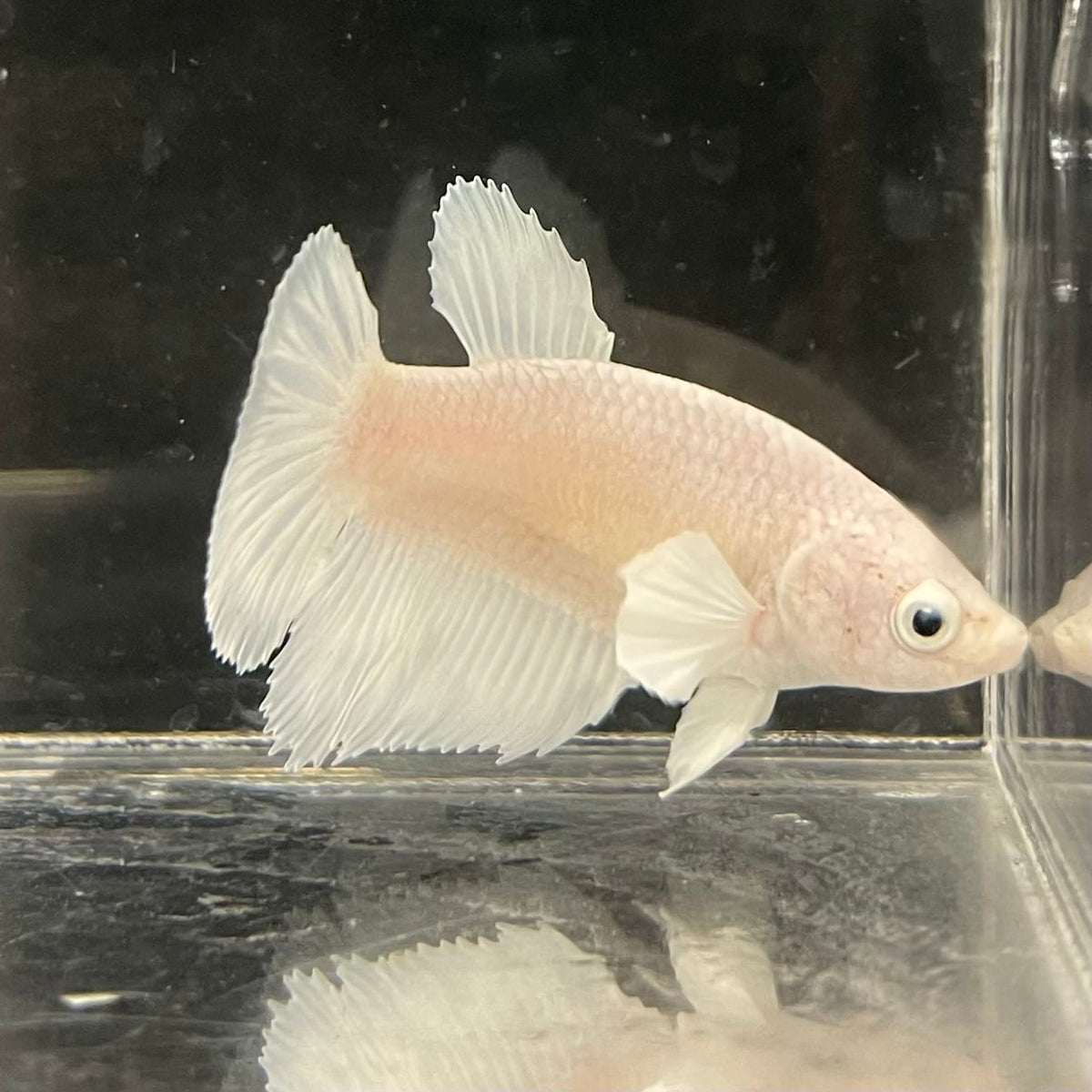 the-fish-farm Female Betta Female Betta - One Only - K Choose your own Female Betta at The Fish Farm Australia
