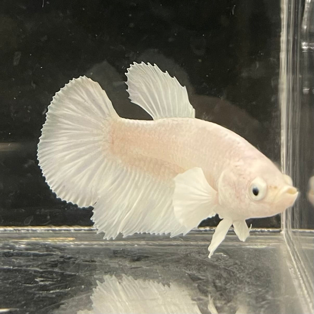 the-fish-farm Female Betta Female Betta - One Only - K Choose your own Female Betta at The Fish Farm Australia