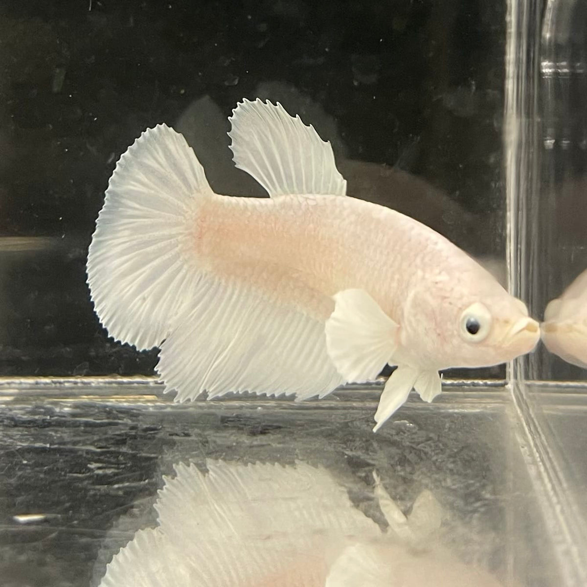 the-fish-farm Female Betta Female Betta - One Only - K Choose your own Female Betta at The Fish Farm Australia