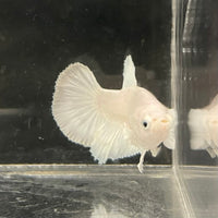 the-fish-farm Female Betta Female Betta - One Only - K Choose your own Female Betta at The Fish Farm Australia