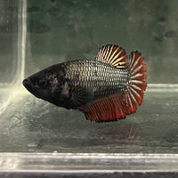the-fish-farm Female Betta Female Betta - One Only - K Choose your own Female Betta at The Fish Farm Australia