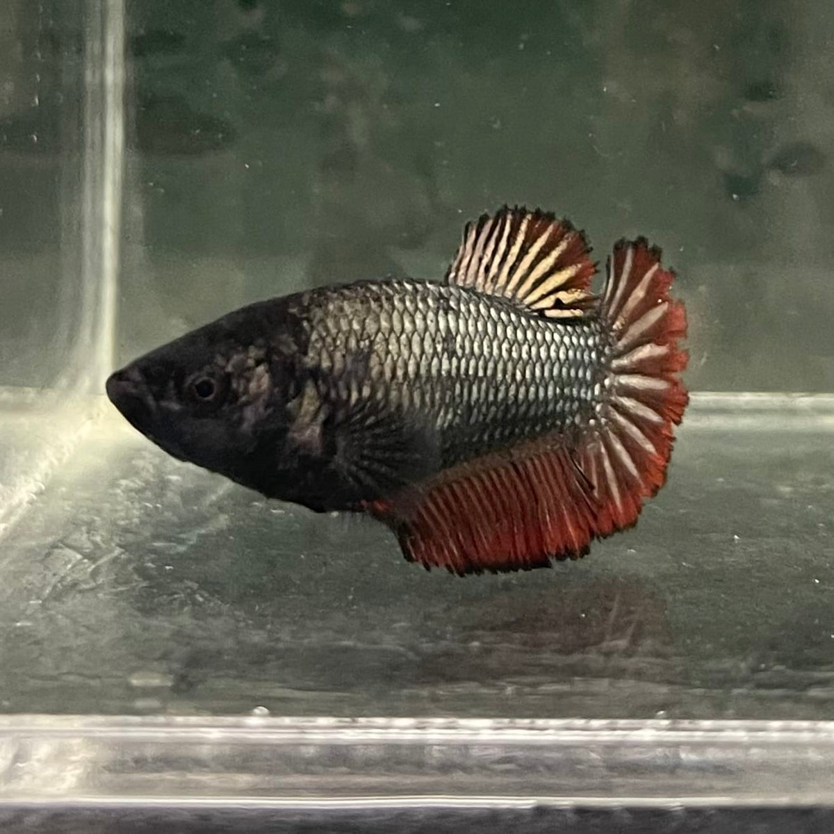 the-fish-farm Female Betta Female Betta - One Only - K Choose your own Female Betta at The Fish Farm Australia