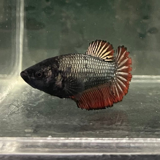 the-fish-farm Female Betta Female Betta - One Only - K Choose your own Female Betta at The Fish Farm Australia