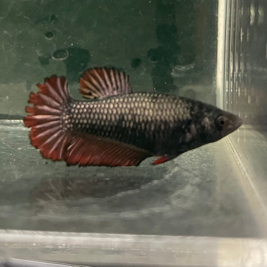 the-fish-farm Female Betta Female Betta - One Only - K Choose your own Female Betta at The Fish Farm Australia