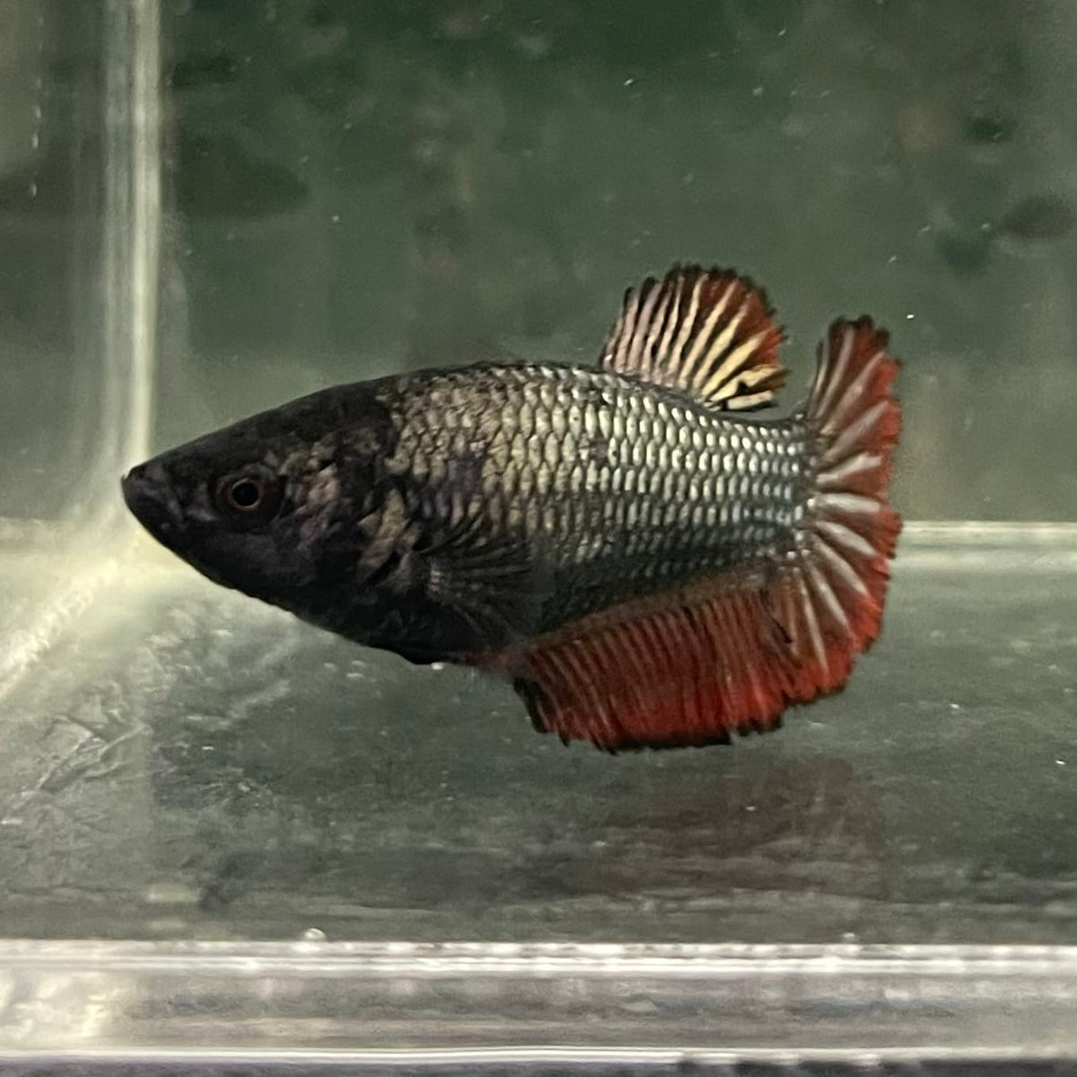 the-fish-farm Female Betta Female Betta - One Only - K Choose your own Female Betta at The Fish Farm Australia