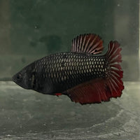 the-fish-farm Female Betta Female Betta - One Only - K Choose your own Female Betta at The Fish Farm Australia