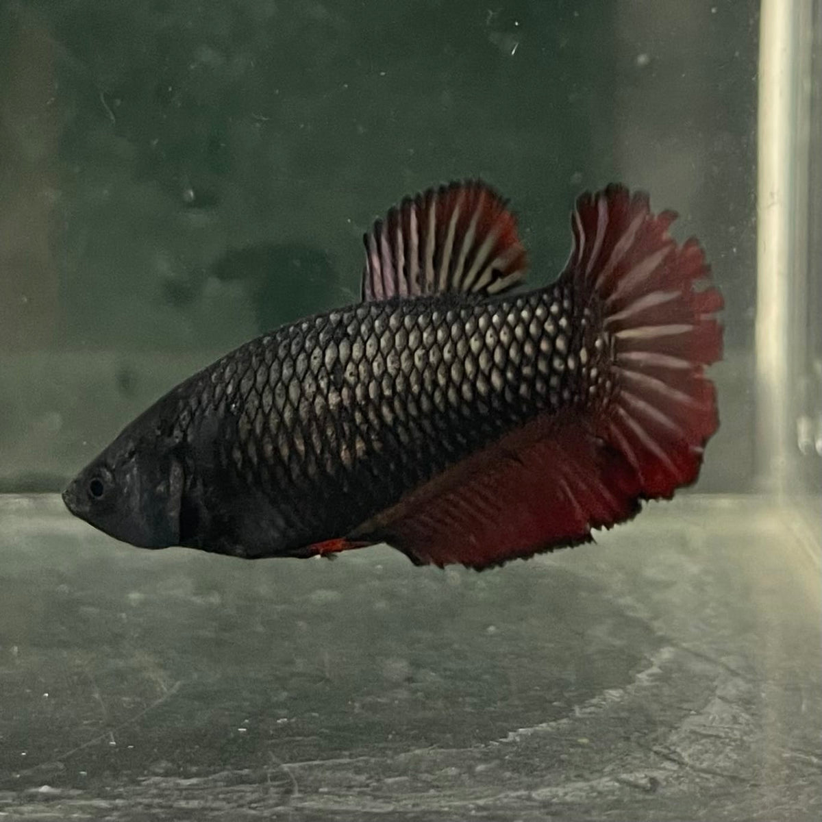 the-fish-farm Female Betta Female Betta - One Only - K Choose your own Female Betta at The Fish Farm Australia