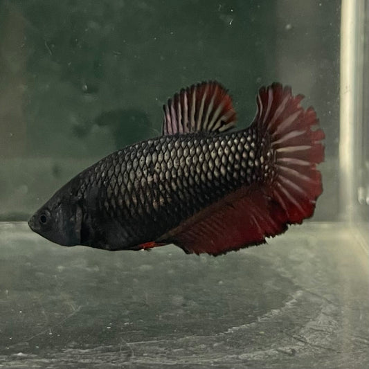 the-fish-farm Female Betta Female Betta - One Only - K Choose your own Female Betta at The Fish Farm Australia