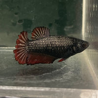 the-fish-farm Female Betta Female Betta - One Only - K Choose your own Female Betta at The Fish Farm Australia