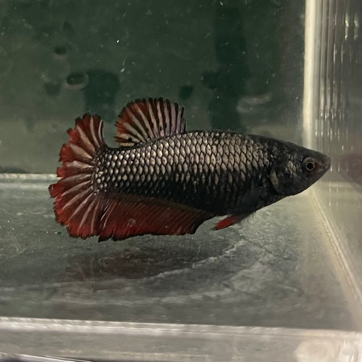 the-fish-farm Female Betta Female Betta - One Only - K Choose your own Female Betta at The Fish Farm Australia