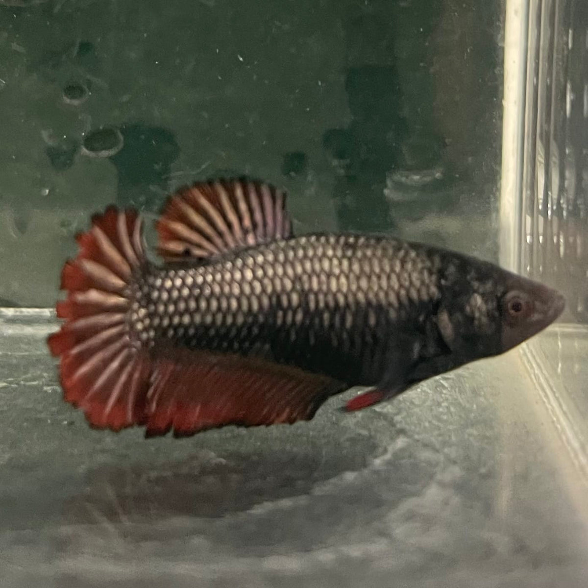 the-fish-farm Female Betta Female Betta - One Only - K Choose your own Female Betta at The Fish Farm Australia