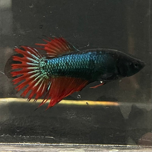 the-fish-farm Female Betta Female Betta - One Only - K Choose your own Female Betta at The Fish Farm Australia