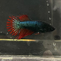 the-fish-farm Female Betta Female Betta - One Only - K Choose your own Female Betta at The Fish Farm Australia