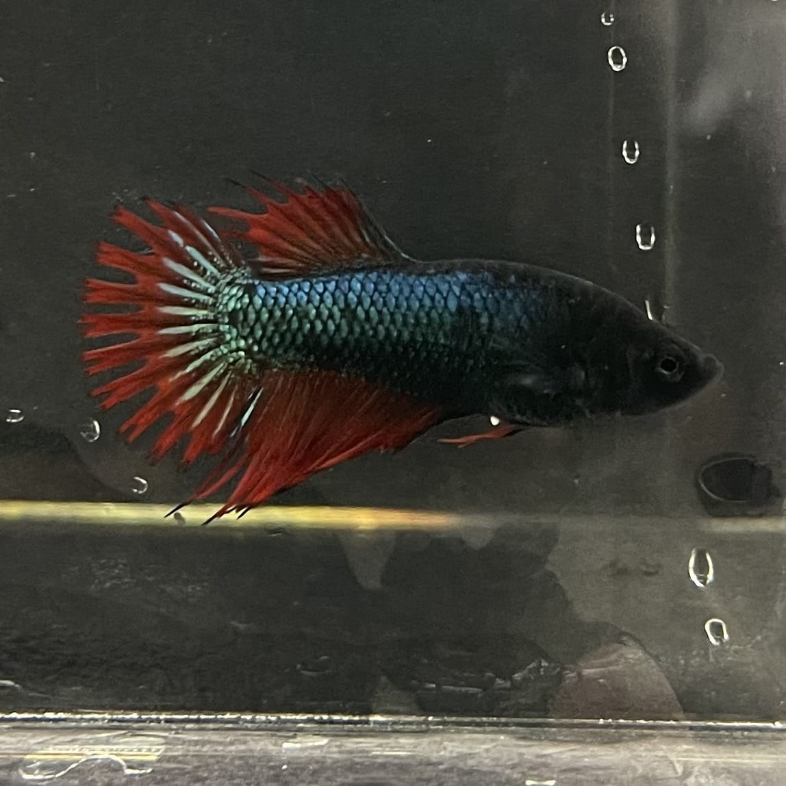 the-fish-farm Female Betta Female Betta - One Only - K Choose your own Female Betta at The Fish Farm Australia