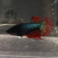 the-fish-farm Female Betta Female Betta - One Only - K Choose your own Female Betta at The Fish Farm Australia