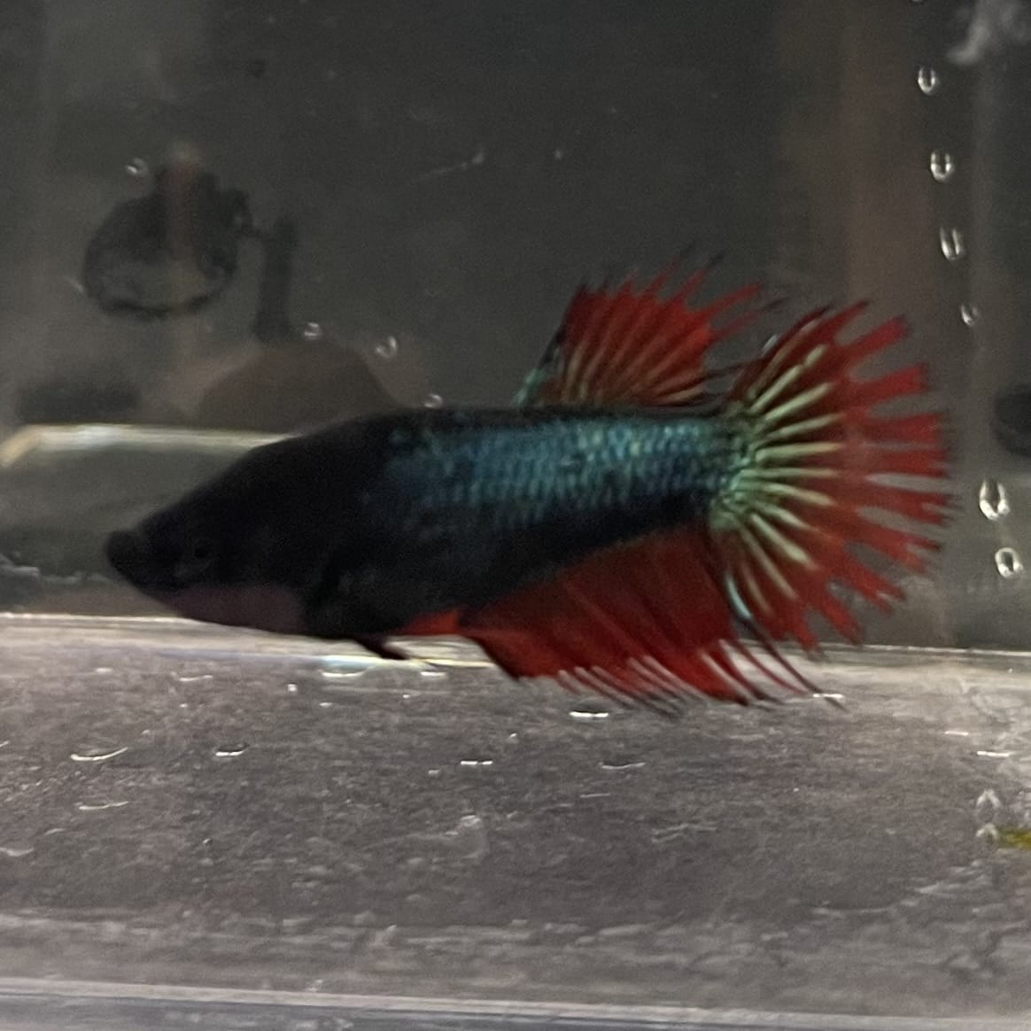 the-fish-farm Female Betta Female Betta - One Only - K Choose your own Female Betta at The Fish Farm Australia