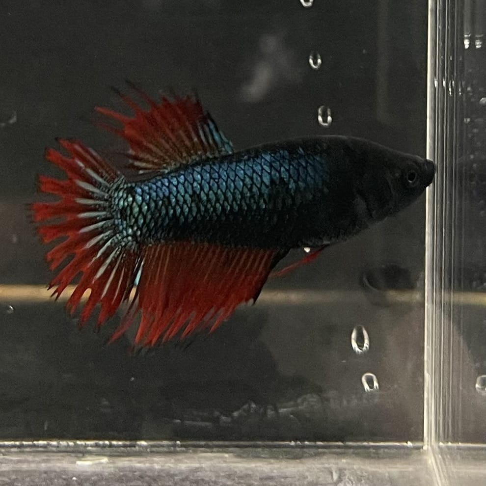 the-fish-farm Female Betta Female Betta - One Only - K Choose your own Female Betta at The Fish Farm Australia