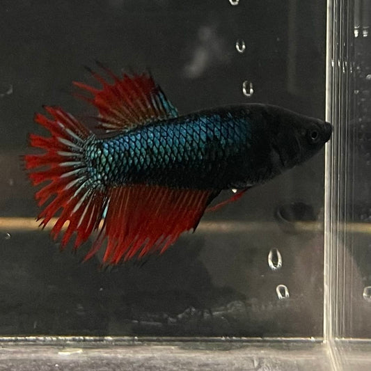 the-fish-farm Female Betta Female Betta - One Only - K Choose your own Female Betta at The Fish Farm Australia