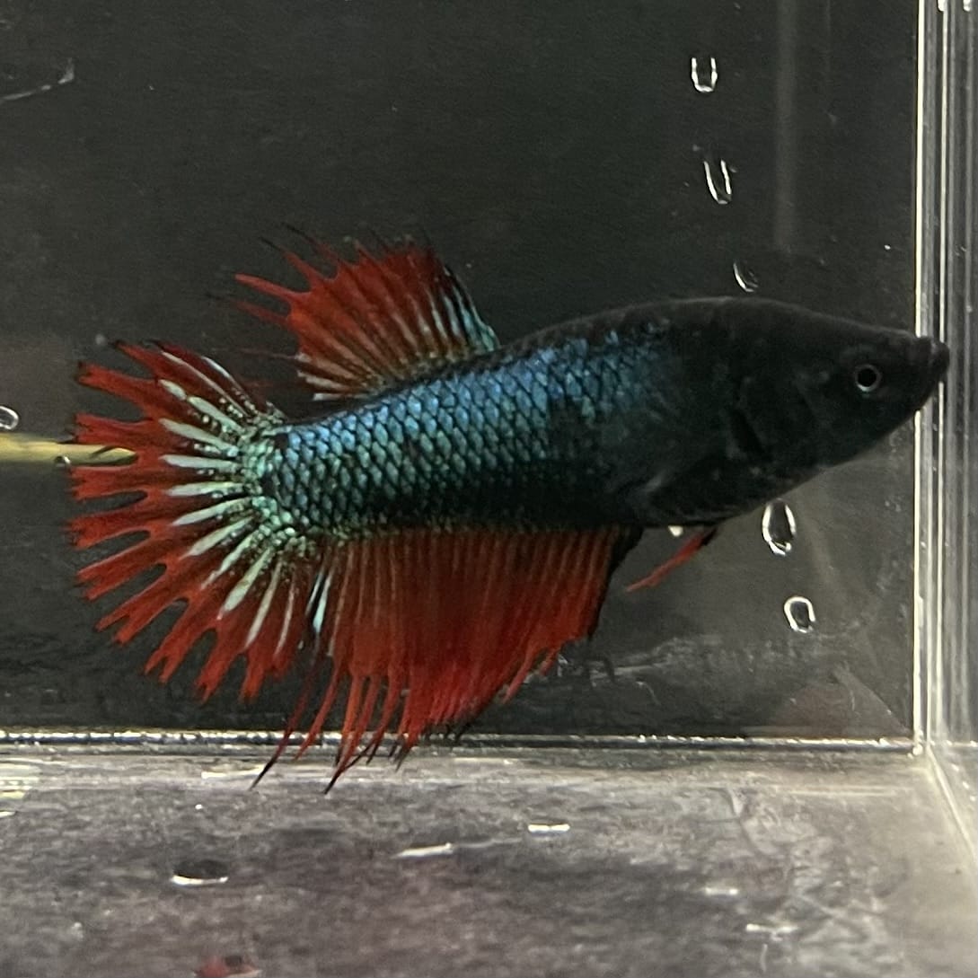 the-fish-farm Female Betta Female Betta - One Only - K Choose your own Female Betta at The Fish Farm Australia