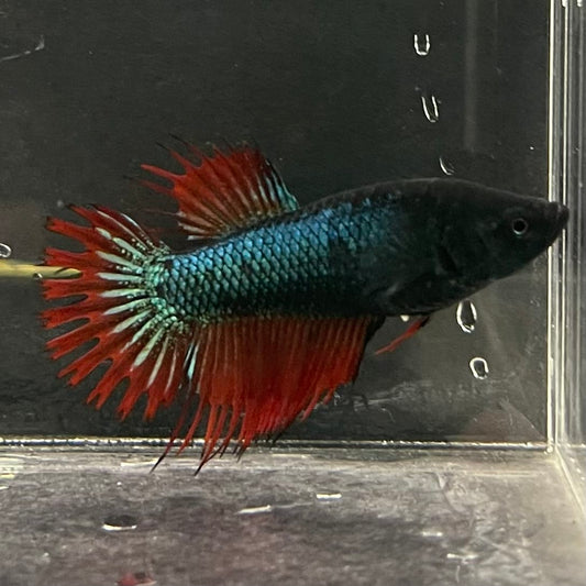 the-fish-farm Female Betta Female Betta - One Only - K Choose your own Female Betta at The Fish Farm Australia