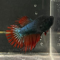 the-fish-farm Female Betta Female Betta - One Only - K Choose your own Female Betta at The Fish Farm Australia